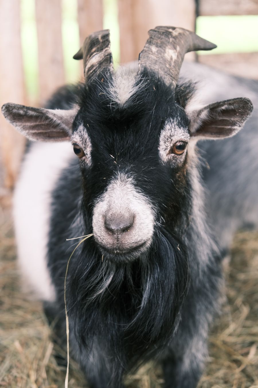 Portrait d'une chèvre Pygmy — une race au caractère bien trempé