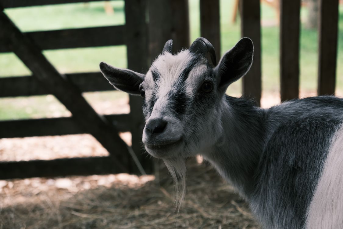 Close-up Photo of American Pygmy · Free Stock Photo
