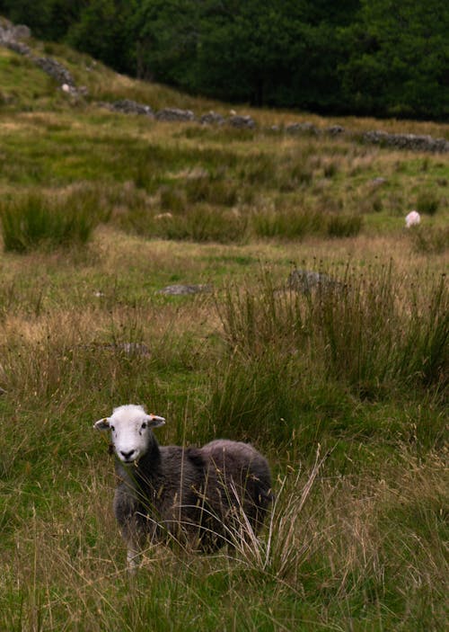 A Sheep on Pasture Grass