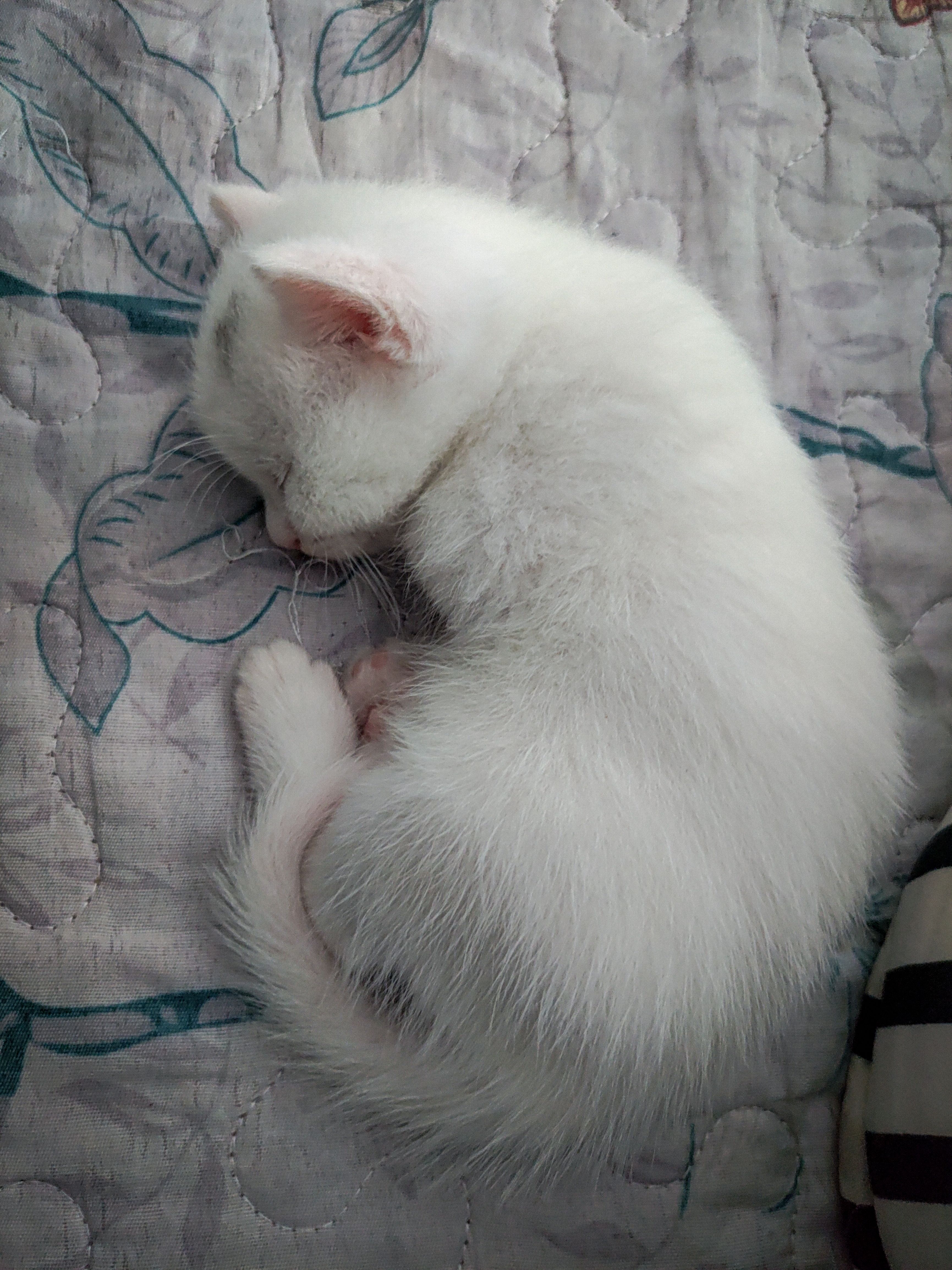 Gratis stockfoto met kat, kat baby, kleine kat Stockfoto