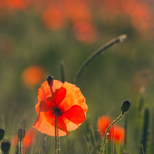 Kostenloses Stock Foto zu flora, mohn, nahansicht