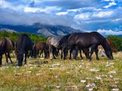 A herd of horses grazing on a grassy field in the Bosnian countryside with mountains in the background.