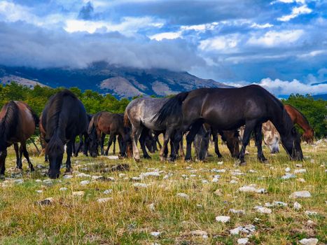 A herd of horses grazing on a grassy field in the Bosnian countryside with mountains in the background.