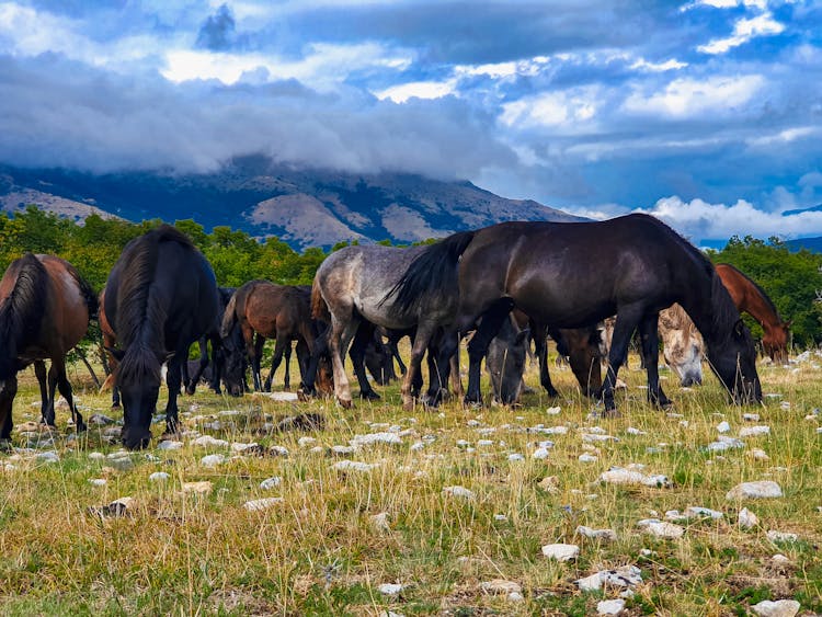 Horses On A Farm Near The Mountains