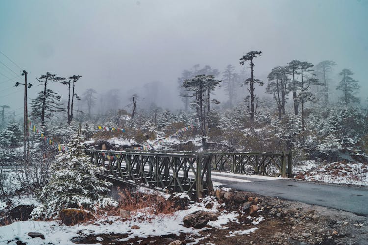 Bridge Between Snow Covered Bushes 