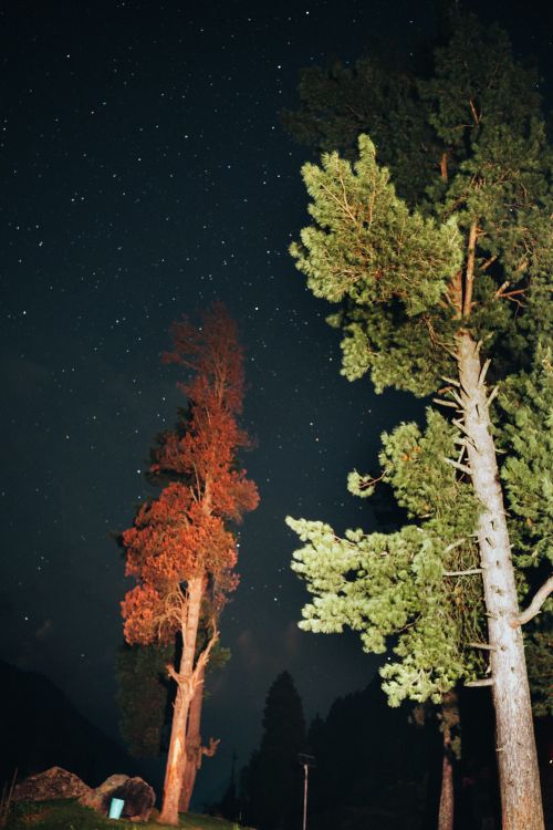 Free Tall trees in a forest under a starry night sky create a serene nature scene. Stock Photo