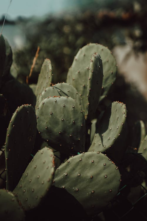 Close-Up Photo of Cactus