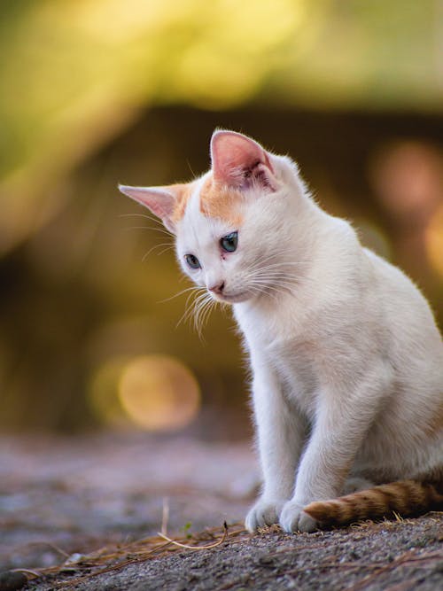 Foto profissional grátis de adorável, animal, animal de estimação