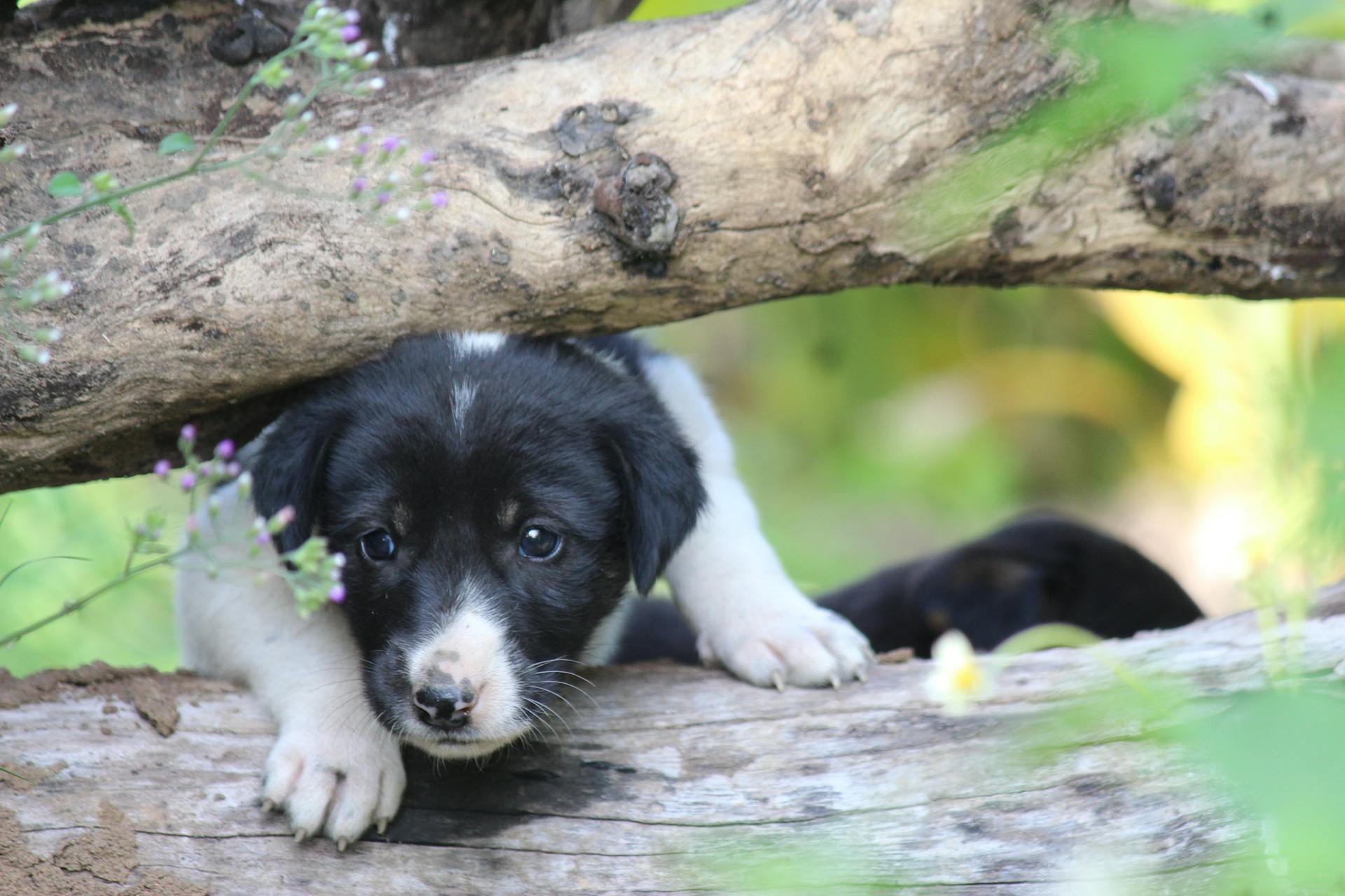 Une photo en gros plan d'un adorable chiot