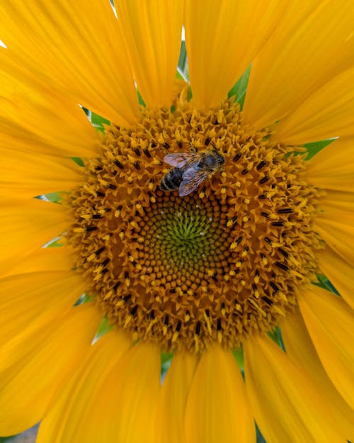 Kostnadsfri bild av bi, blomfotografi, blomma