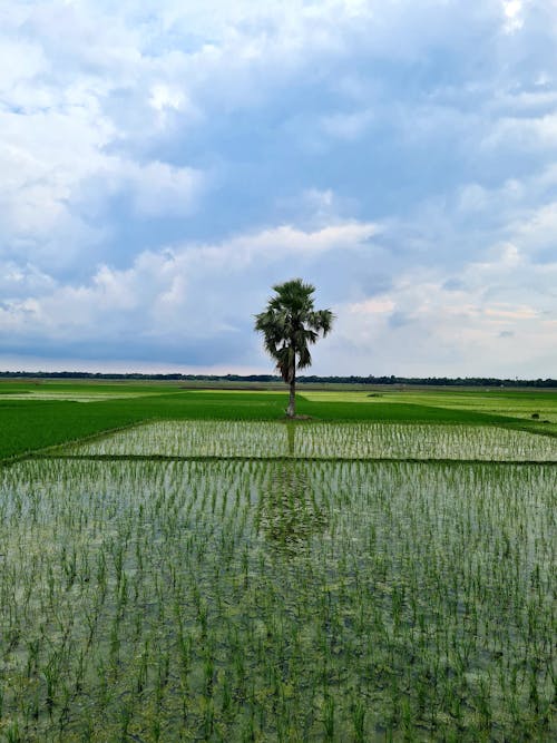 Palm Trees in the Middle of a Cropland 