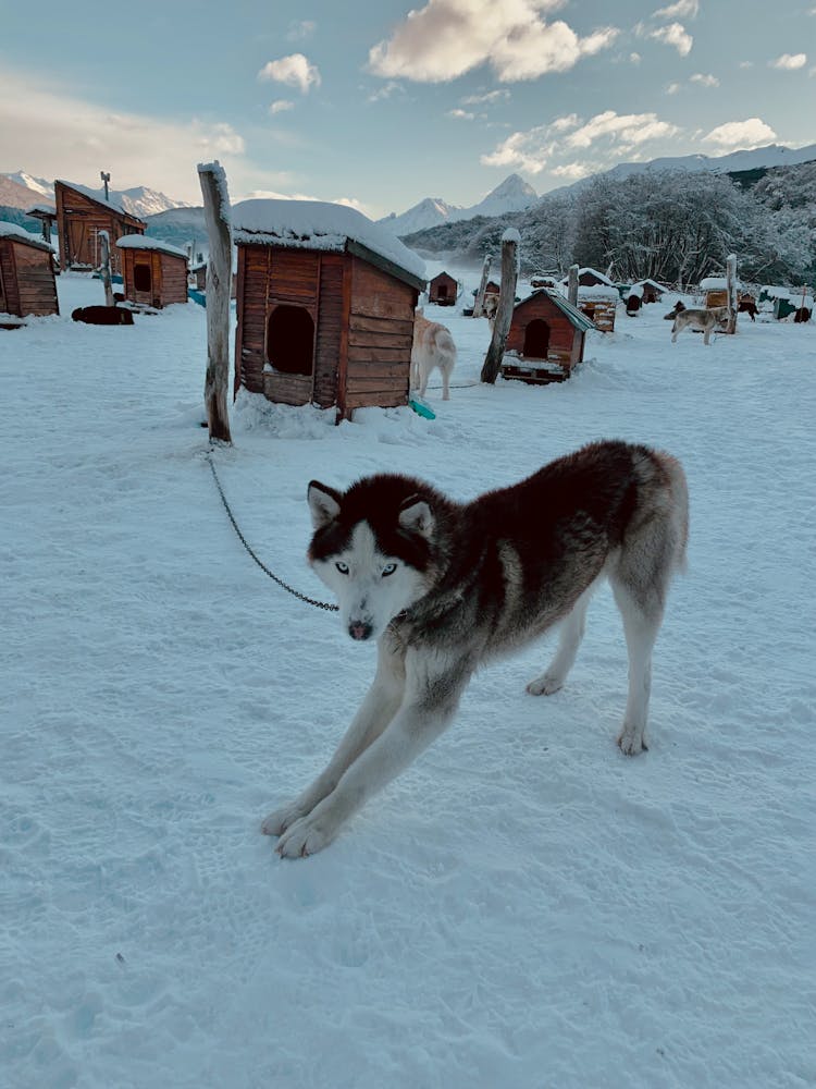 Husky Dog On Snow