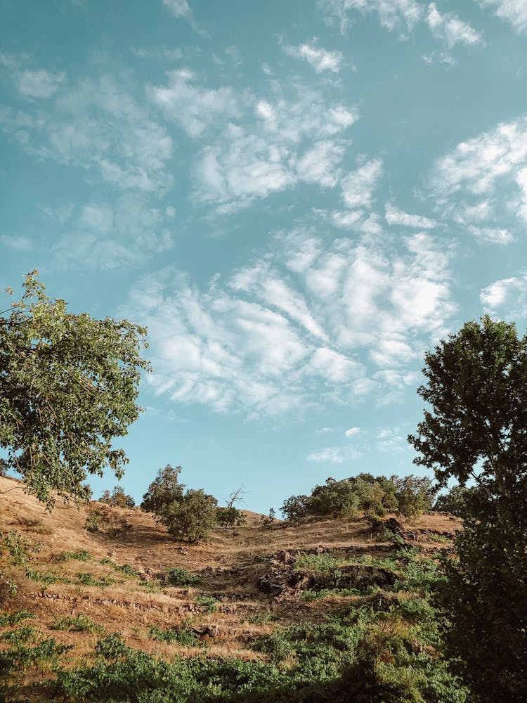 Green Trees On A Hillside 