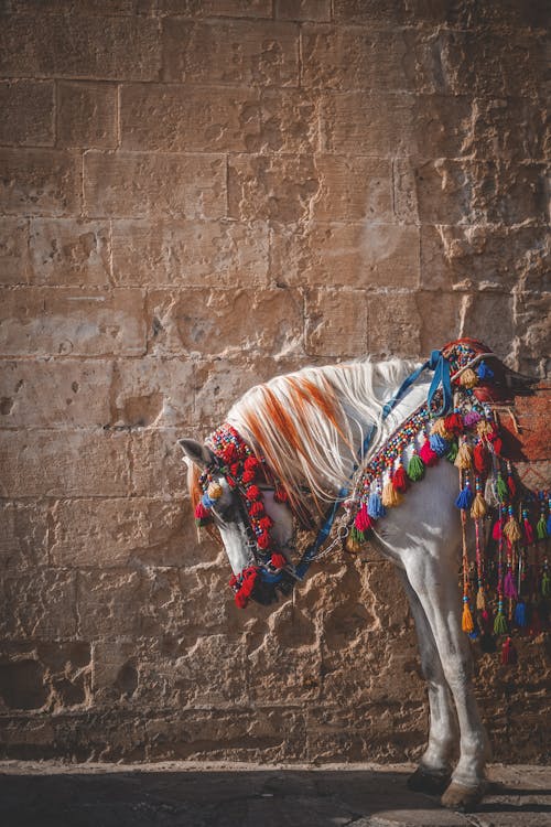 Free Decoration on a White Horse  Stock Photo