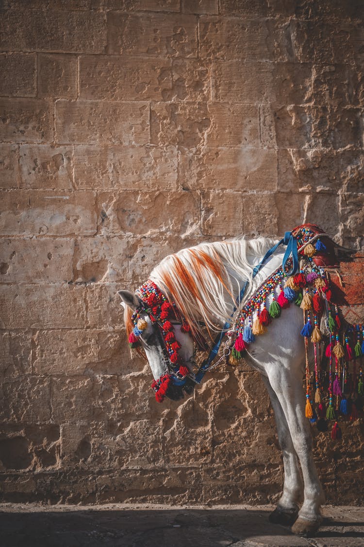 Decoration On A White Horse 