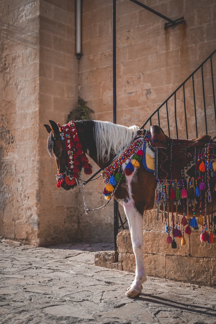 Horse Wearing Colorful Ornaments 