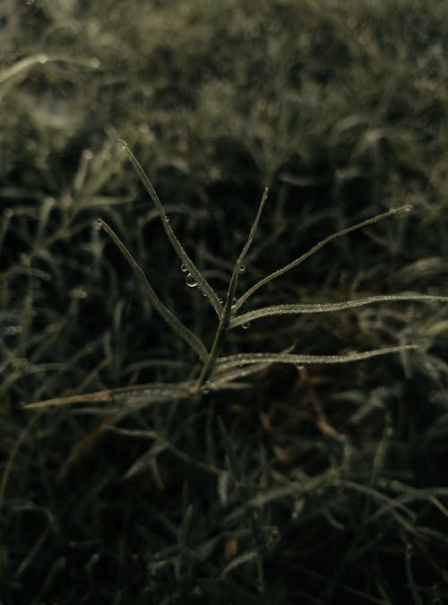 Dewdrops on a Green Plant 