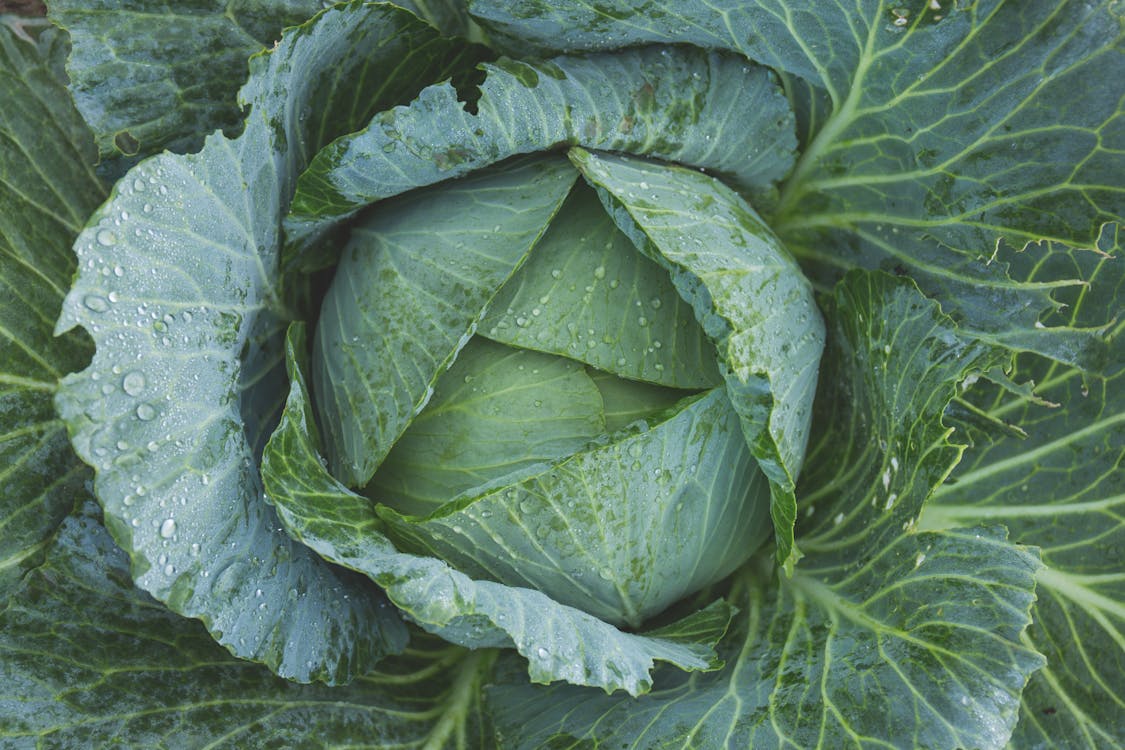 Free Green Cabbage Stock Photo