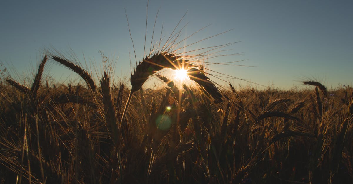 Free stock photo of agriculture, backlit, bread