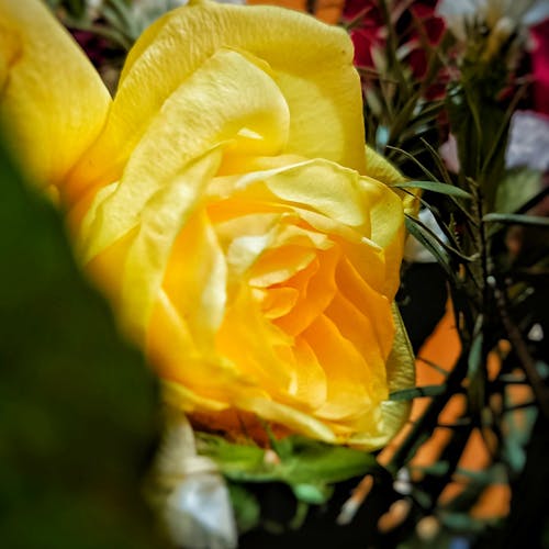 Free stock photo of golden yellow, rose bloom, yellow