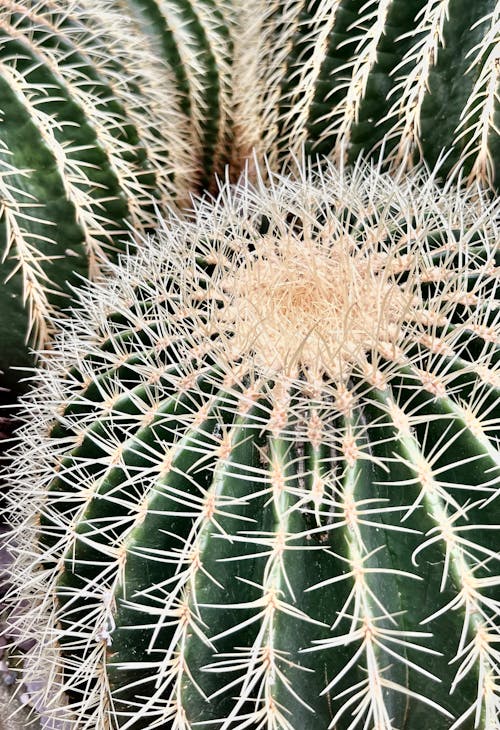 Gratis stockfoto met cactus, detailopname, fabriek
