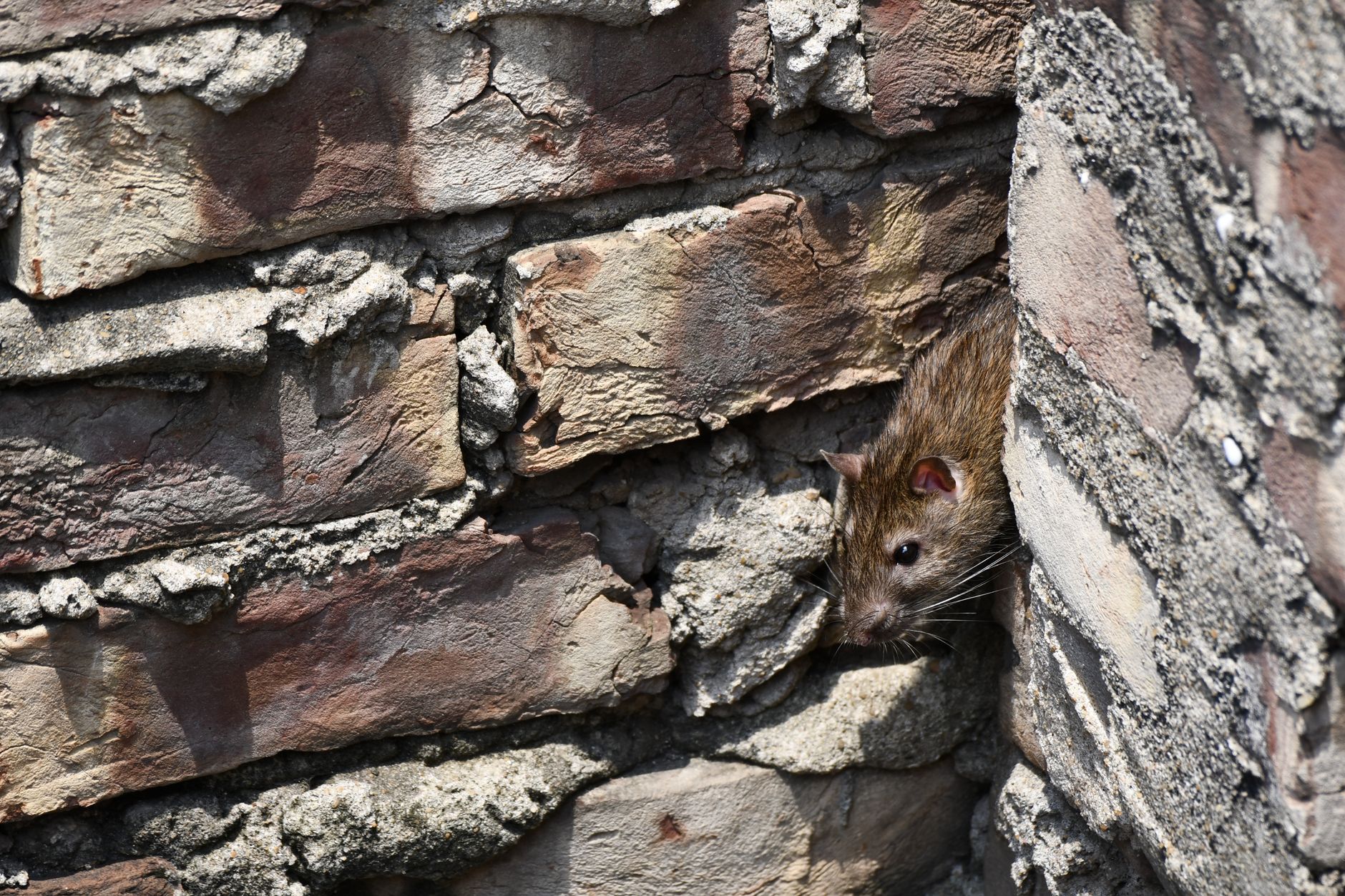 A close-up image of a rat peeking from a brick wall outdoors.