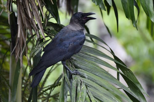 Black Bird Perched on Tree Branch