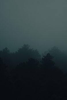 Silhouetted trees in a mysterious forest landscape shrouded with dense fog.. silhouetted, trees, mysterious