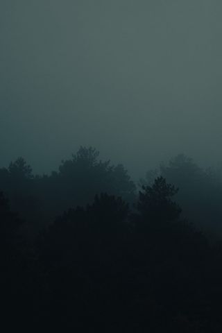 Mist over a dark treeline — photo by Cinar on Pexels