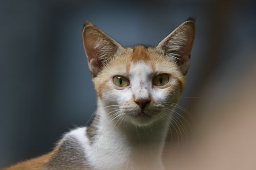 Free An adult calico cat gazes directly at the camera in a detailed close-up shot. Stock Photo