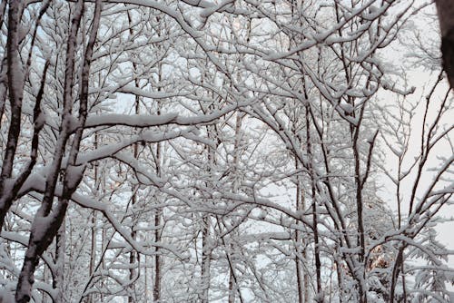 Free stock photo of branches, forest, snow