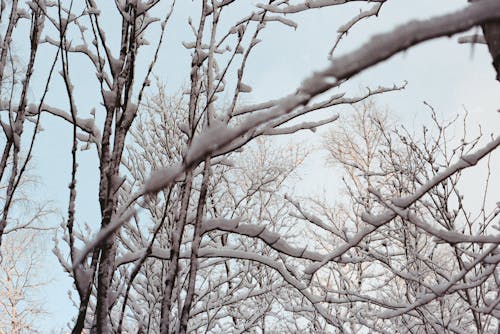 Ilmainen kuvapankkikuva tunnisteilla lumi, metsä, oksat