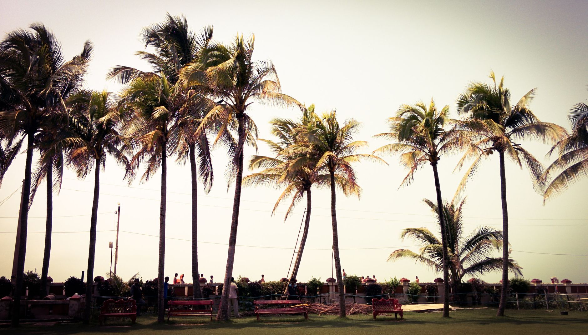 Stunning view of a tropical beach in Digha with palm trees under a bright sky.