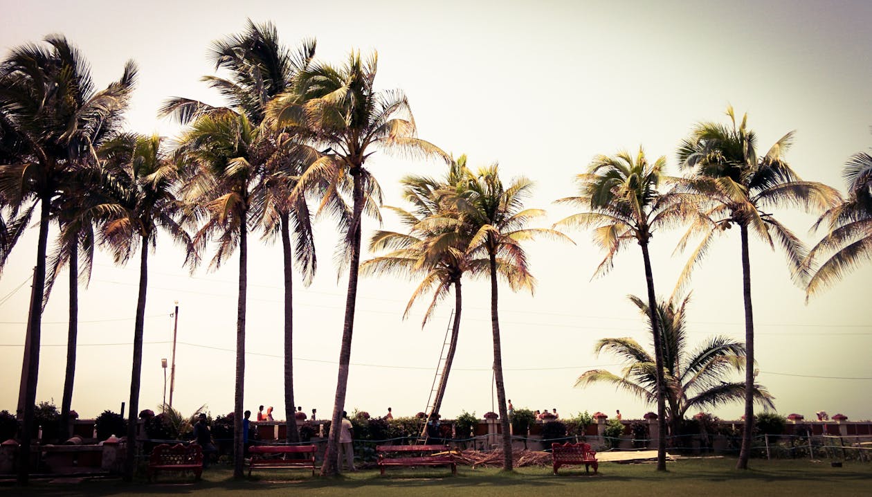Free Palm Trees Stock Photo