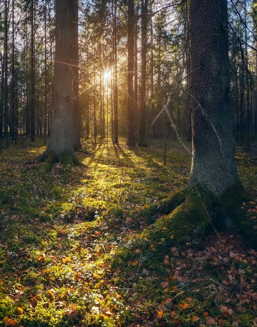 Free stock photo of autumn forest, beautiful background, beautiful nature