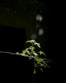A solitary plant with raindrops at night, emphasizing growth and nature's resilience.