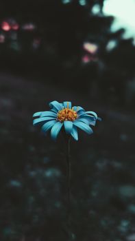Close-up of a vibrant blue daisy in dark, moody surroundings, highlighting its delicate petals.