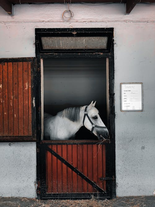 White Horse in a Barn