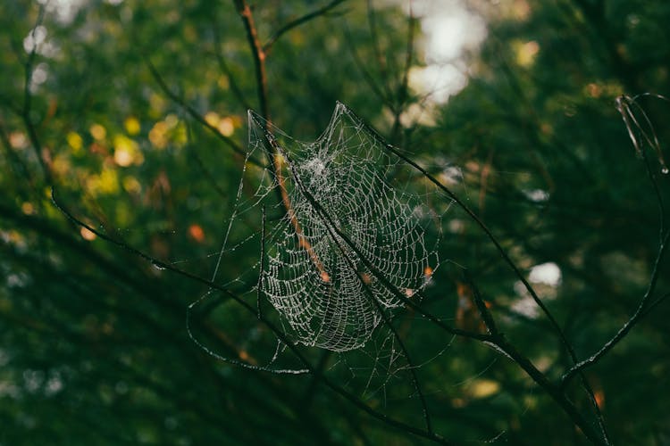 Spider Web On Twig