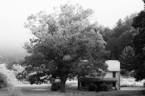 Black and White Photo of a Tree and a House 