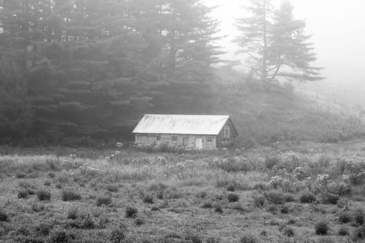 Grayscale Photo of House Near Trees