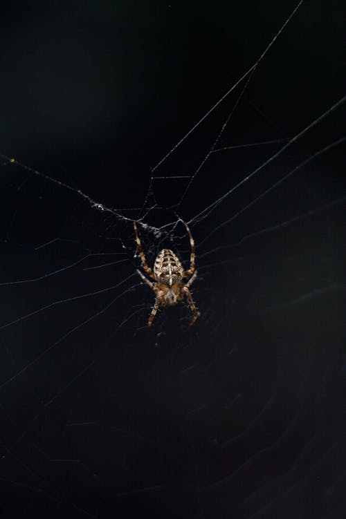 Foto profissional grátis de aracnídeo, aranha, arrepiante