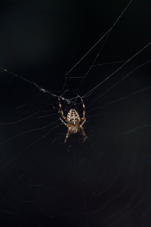 Close-up Photo of pider on a Web 