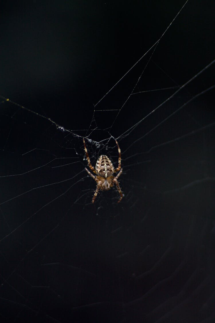 Close-up Photo Of Pider On A Web 