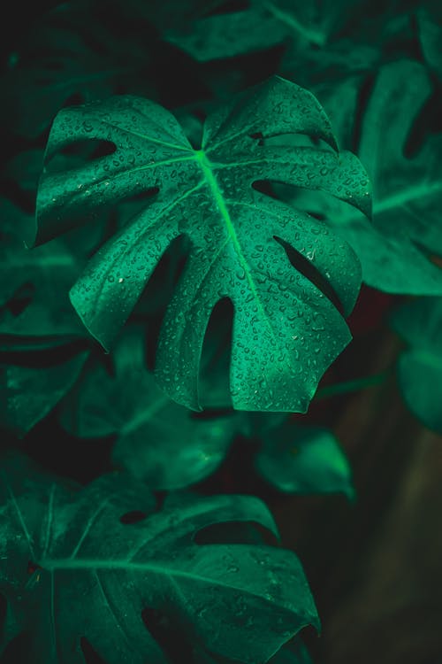 Foto profissional grátis de aumento, ecológico, exuberante