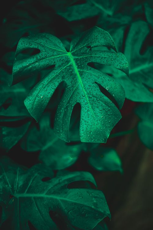 Free Lush green monstera leaf covered in fresh dew highlights natural beauty and growth. Stock Photo