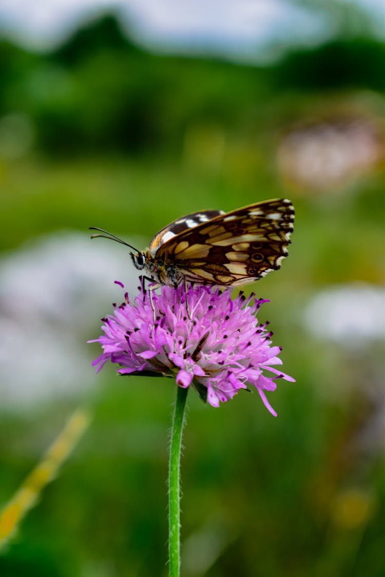 A Butterfly On The Purple Flower