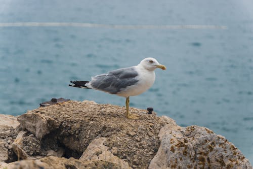 Photo of Seagull Perched on a Rock