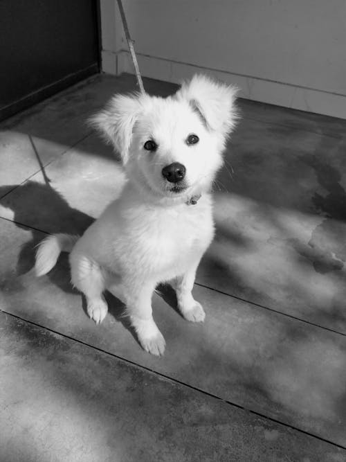 Grayscale Photo of a Dog 