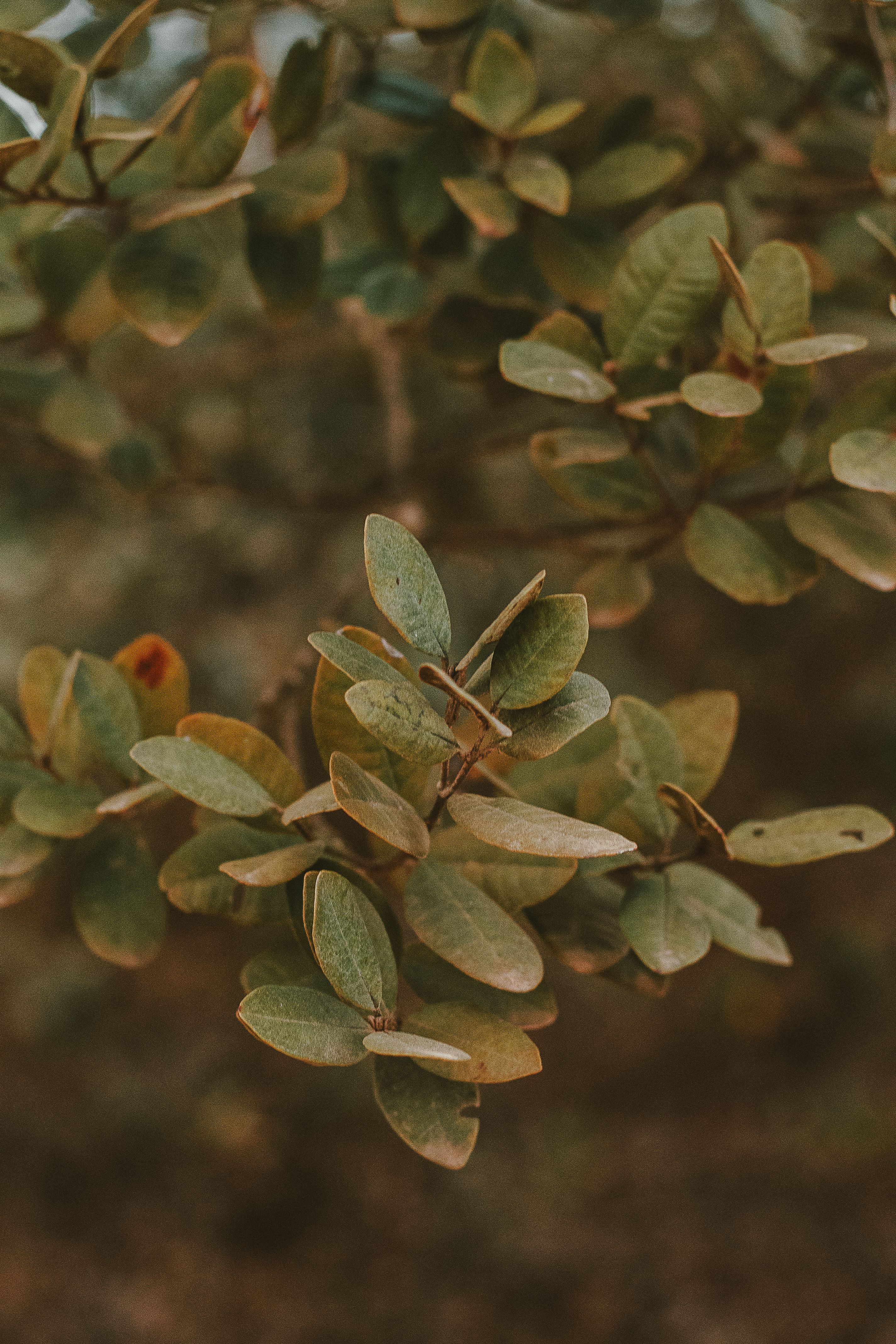 Close-up view of green leaves with a soft depth of field, creating an earthy and serene mood.